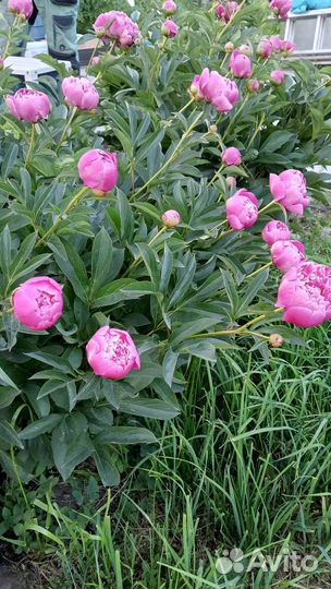 Пионы Королевские