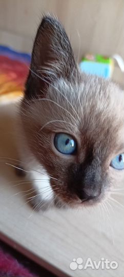 Котята