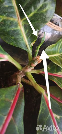 Кротон / Кодиеум Яркий расписной