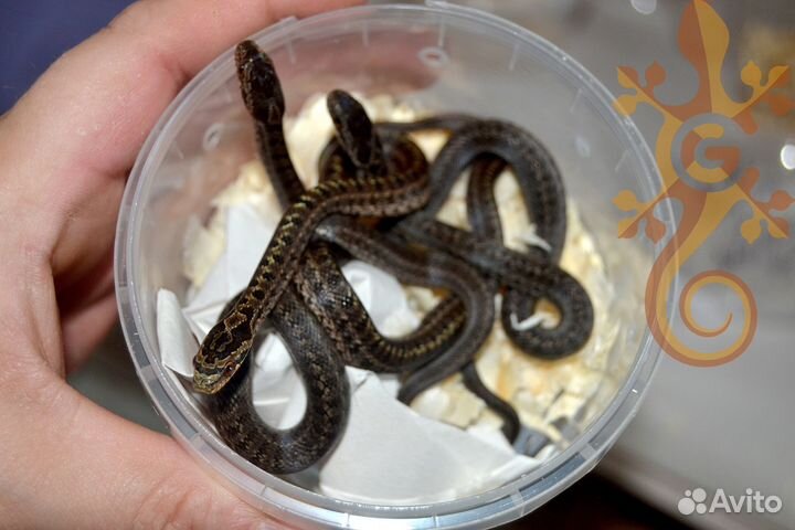 Змеи и ящерицы для новичков и опытных киперов