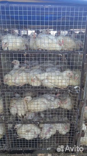 Настоящий Бройлер Кобб-500