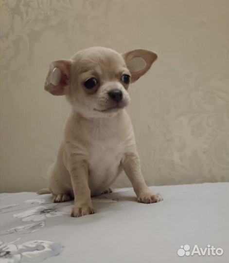 Щенки чихуахуа