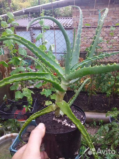 Алоэ столетник