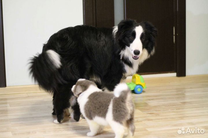 Бордер колли