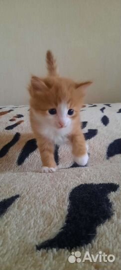 Котята рыжей Ангорской кошки