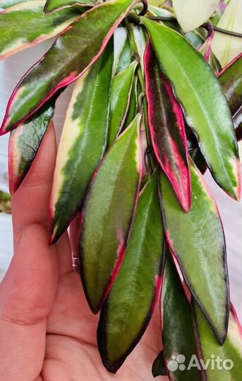 Хойи №6 (срезом)