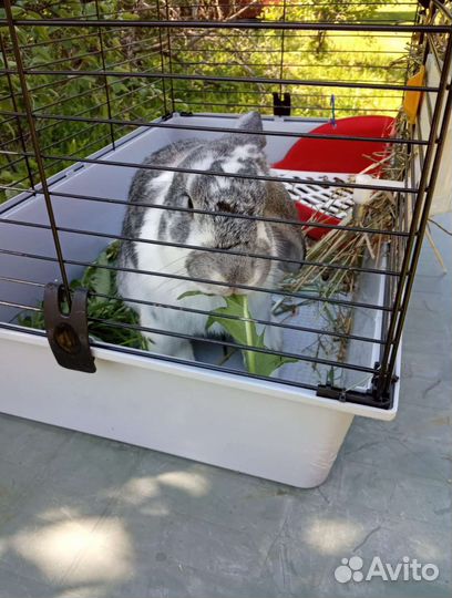 Кролик в заботливые руки