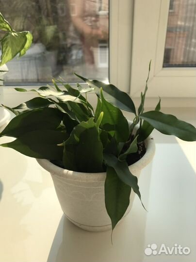 Фикус бенджамина