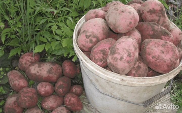 Семенной картофель и на еду