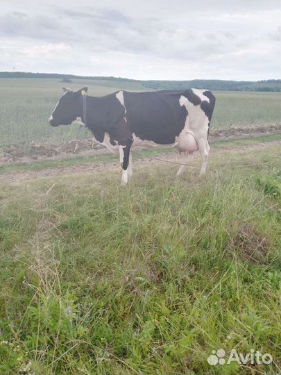 Корова высокоудойная