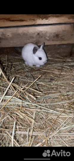 Декоративные кролики