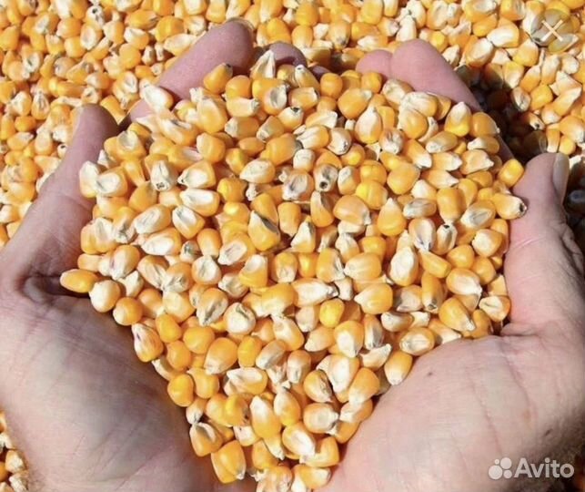 Кукуруза целая в мешках 35 кг