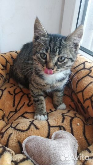 Котята мальчики бесплатно