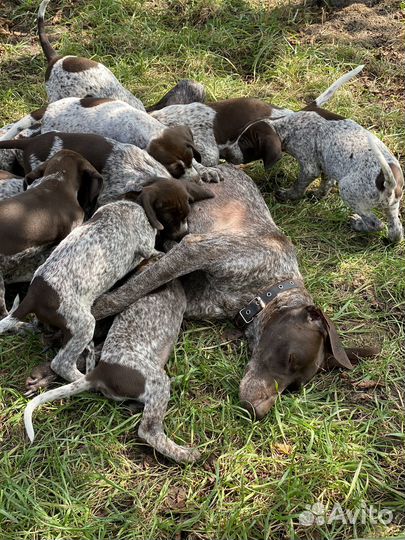 Щенки курцхаара