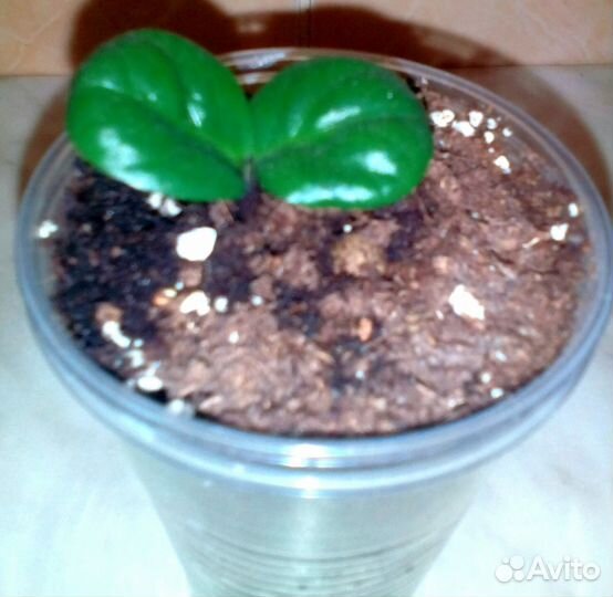 Замиокулькас Зензи Жук