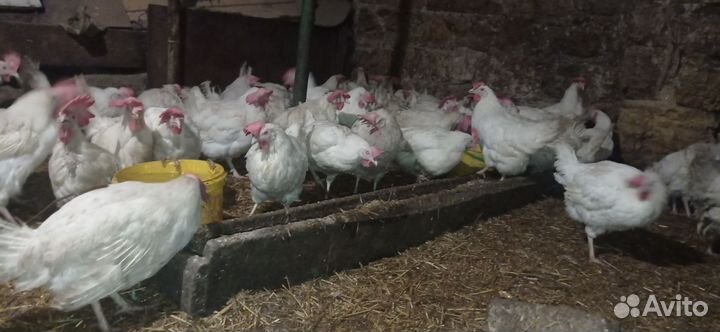 Куры несушки красные очень хорошие