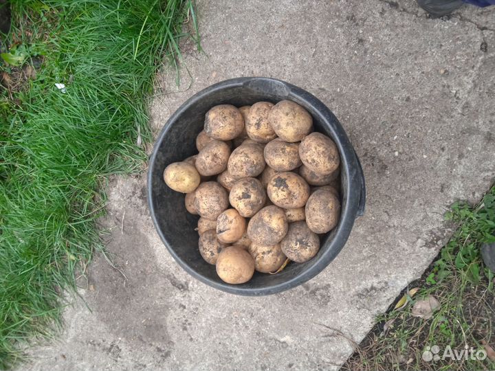 Картофель для животных