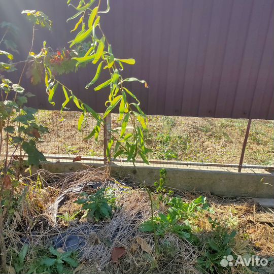 Растения(для сада и огорода)