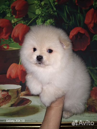 Шпиц мальчик и девочки