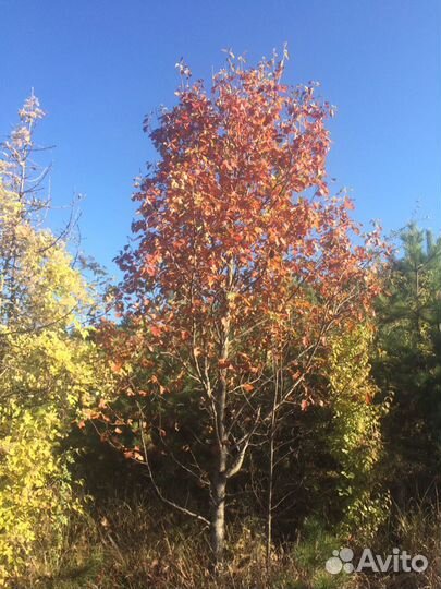 Саженцы декоративного дерева рябины