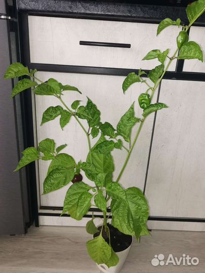 Перец хабанеро