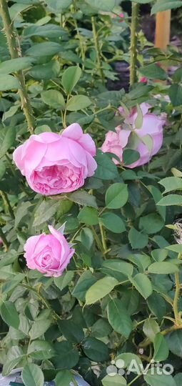 Роза пионовидная (бронь)