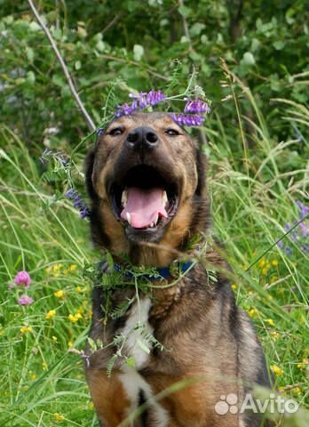 Добрый пес Стич в добрые руки