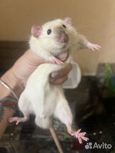 Крысята дамбо