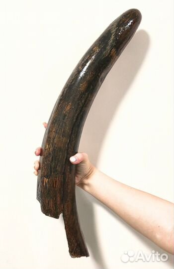 Бивень мамонта (60 см), Россия / Окаменелости