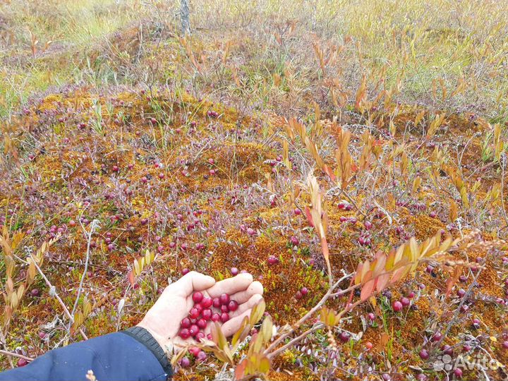 Клюква свежая