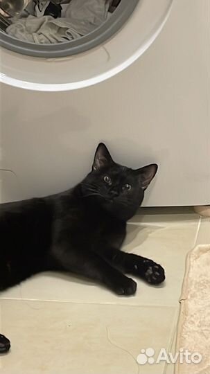 Котики бесплатно