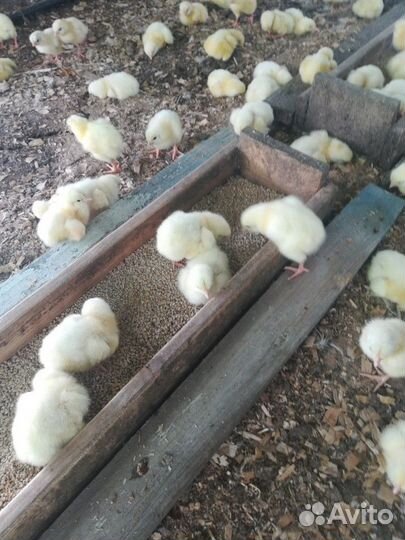 Цыплятки Бройлеры