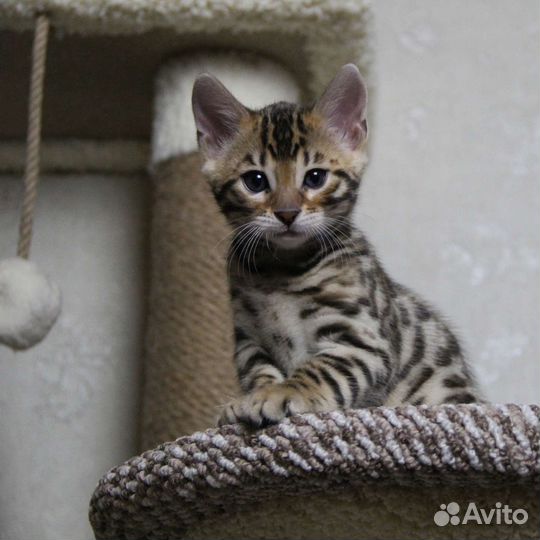 Бенгальский котенок