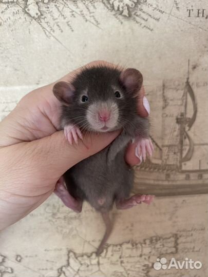 Крысята Дамбо.Много окрасов
