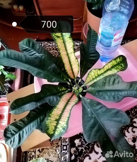 Кротон вилма