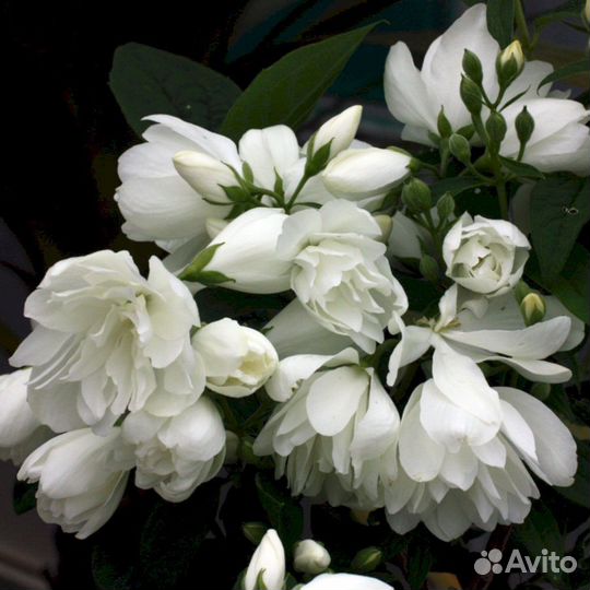 Чубушник Сноубель