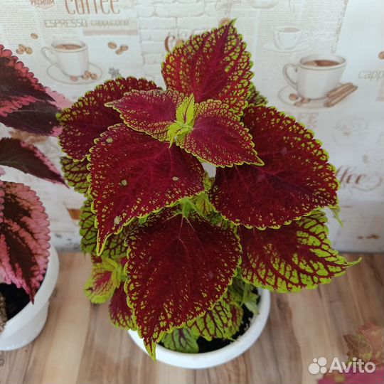 Комнатные растения