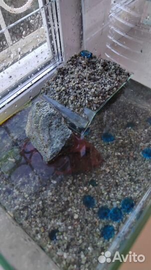 Аквариум для черепах