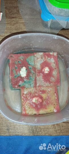 Живой корм для рыбок аулофорус, гриндаль