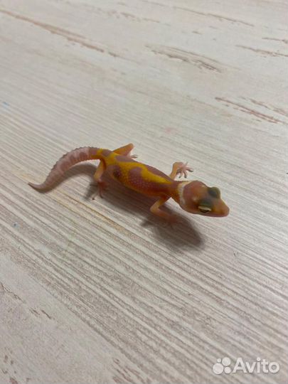 Геккон эублефар