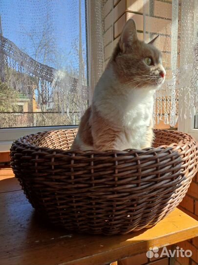 Лежанка для любимого питомца