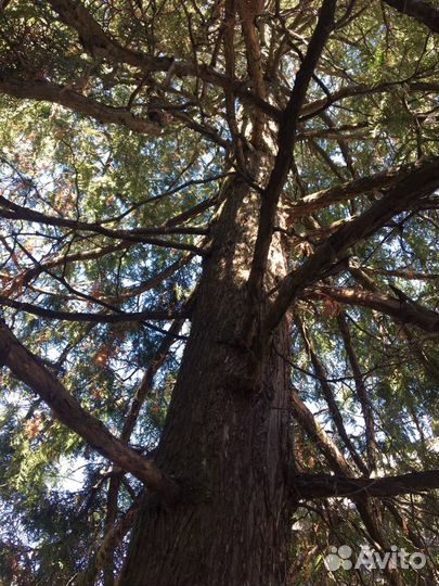 Саженцы хвойных растений, можжевельник, туя, пихта