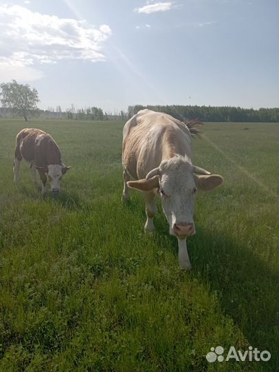 Корова высокоудойная