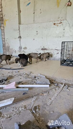 Щенки 3 мес. (будут среднего размера)