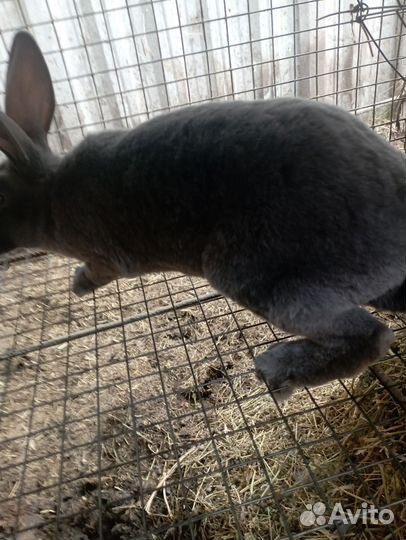 Кролики породы рекс