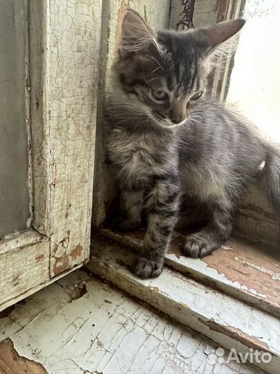 Котик