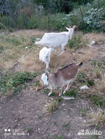 Коза дойная