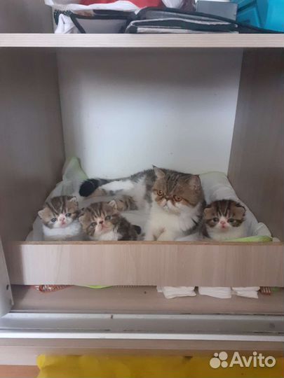 Котята экзоты