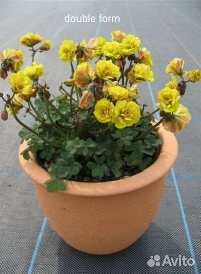 Комнатные растения (Кислица-оксалис)