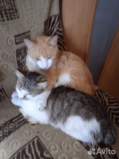 Кошка и кот в добрые руки (стерилизованы)